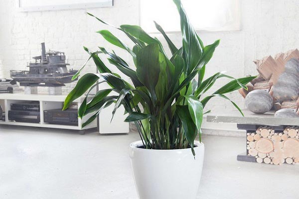 گلبرگ عبایی