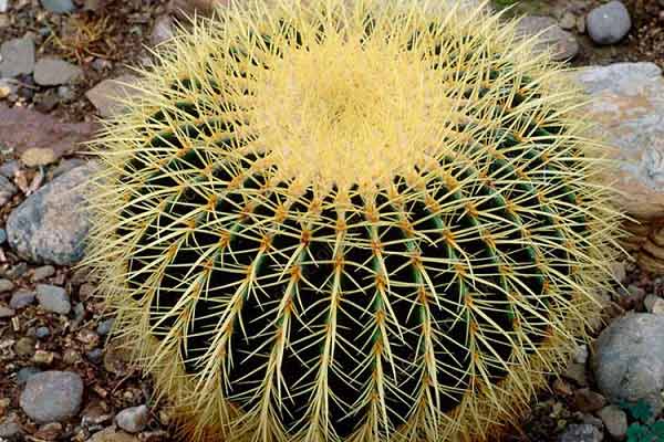 کاکتوس طلایی