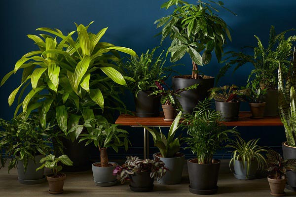 انواع گیاهان با نور کم یا مقاوم به نور