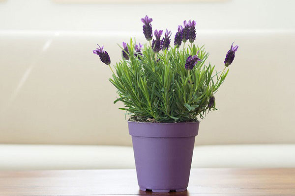گیاه لاوندر یا اسطوخودوس