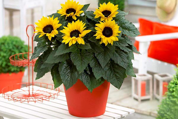 گل آفتابگردان